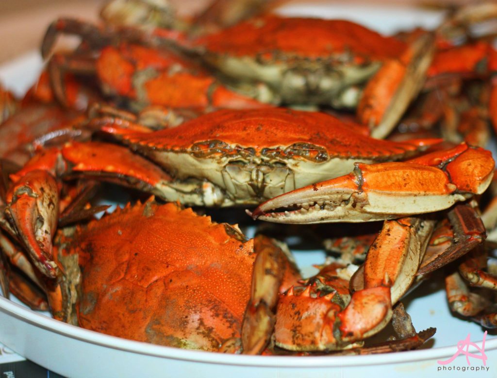 All-you-can-eat Steamed Crabs at the River Shack in Charlestown, Maryland