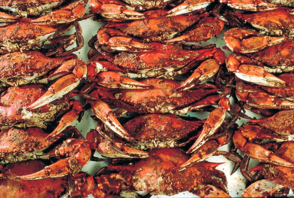 Steamed Crabs at the River Shack in Charlestown, Maryland